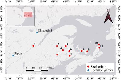 Inland populations of sugar maple manifest higher phenological plasticity than coastal populations